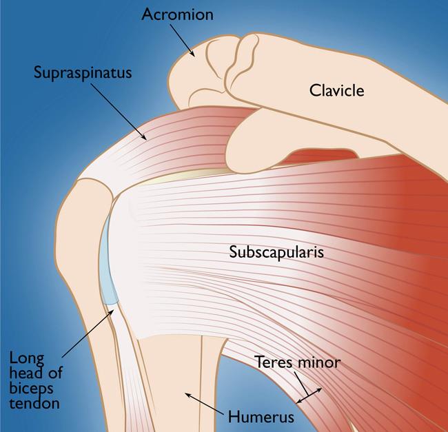rotator cuff tear | rotator cuff injury | rotator cuff surgery